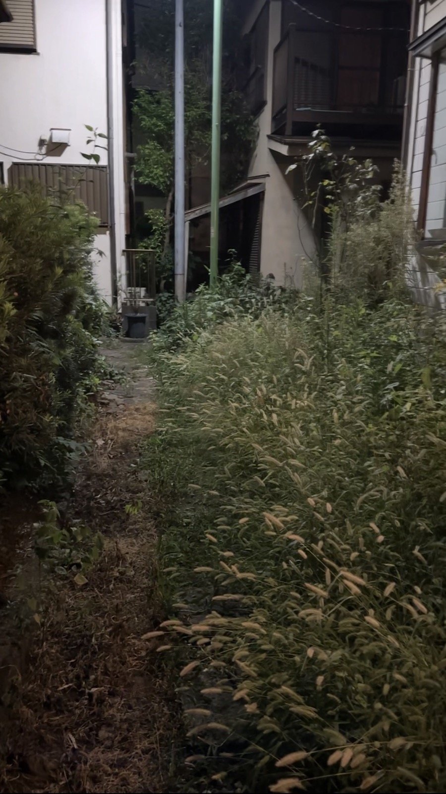 Overgrown exterior of abandoned akiya before restoration
